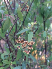 Spiraea cantoniensis
