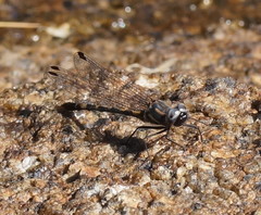 Cordulephya montana