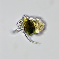 Cephalodella forficula