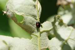 Hyperaspis signata-binotata agg