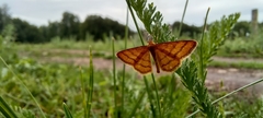 Idaea aureolaria