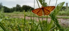 Idaea aureolaria