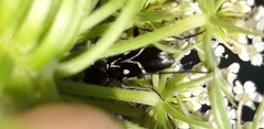 Chlorophorus sartor