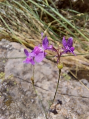 Linaria elegans