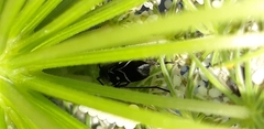 Chlorophorus sartor