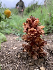 Orobanche colorata