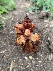 Orobanche colorata