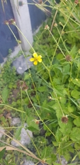 Geum urbanum