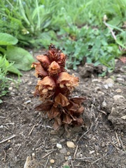 Orobanche colorata