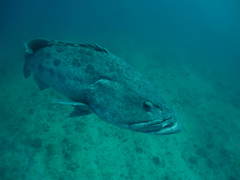 Epinephelus tukula