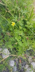 Geum urbanum