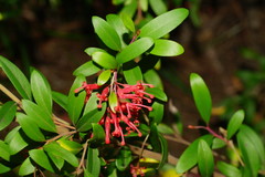 Grevillea parvula