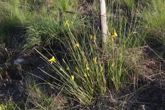 Bobartia macrospatha