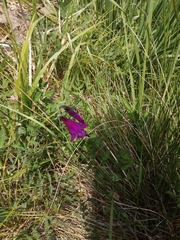 Gladiolus palustris