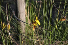 Bobartia macrospatha
