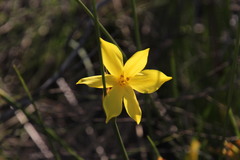 Bobartia macrospatha