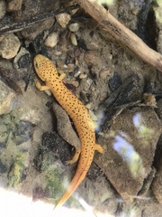 Pseudotriton ruber