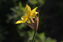 Bobartia macrospatha
