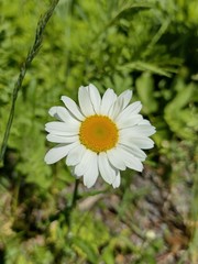 Tripleurospermum inodorum