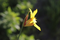 Bobartia macrospatha