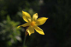 Bobartia macrospatha