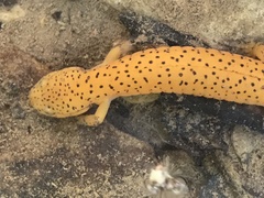 Pseudotriton ruber