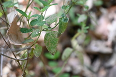 Salvia ramamoorthyana