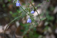Salvia ramamoorthyana