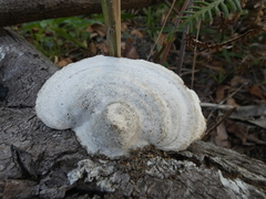 Gloeophyllum trabeum