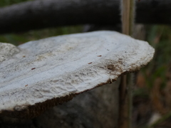 Gloeophyllum trabeum