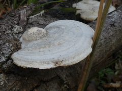 Gloeophyllum trabeum