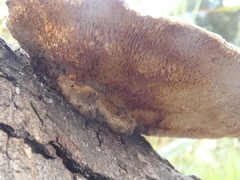 Gloeophyllum trabeum