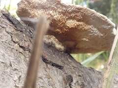 Gloeophyllum trabeum