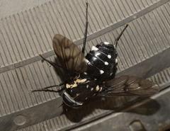 Triclista guttata