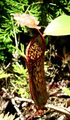 Nepenthes stenophylla