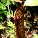 Nepenthes stenophylla - Photo (c) Shawn O'Donnell,  זכויות יוצרים חלקיות (CC BY), הועלה על ידי Shawn O'Donnell