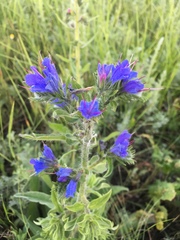 Echium vulgare