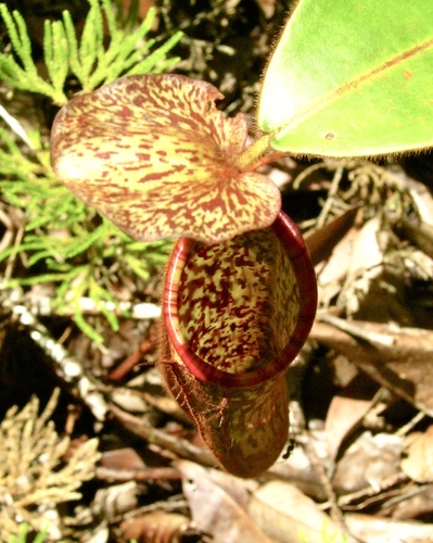Nepenthes stenophylla
