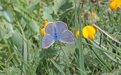 Polyommatus celina