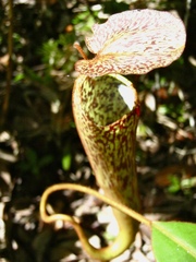 Nepenthes stenophylla