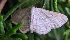Idaea elongaria