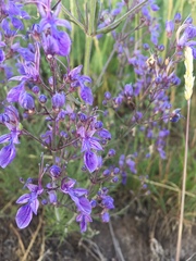 Teucrium orientale