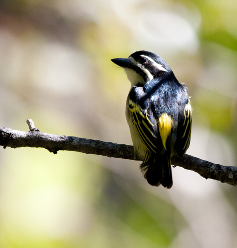 Yellow-rumped Tinkerbird