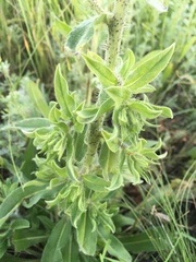 Echium vulgare