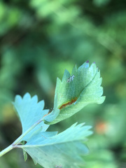 Phragmidium sanguisorbae