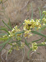 Vincetoxicum sibiricum