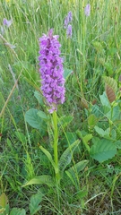 Dactylorhiza praetermissa junialis