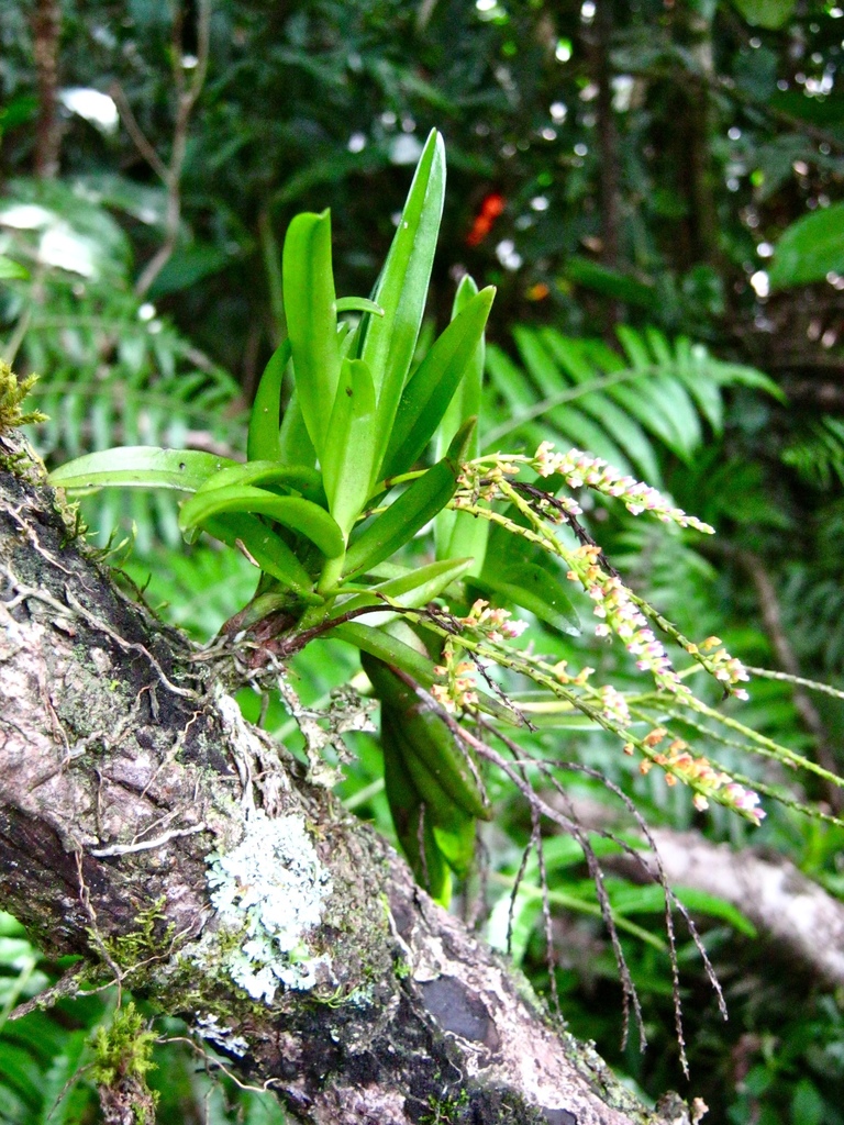 Schoenorchis paniculata