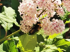 Bombus nevadensis