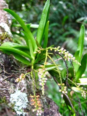 Schoenorchis paniculata